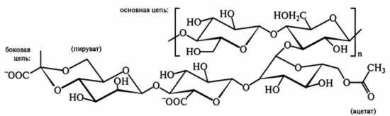 молекула ксантановой камеди